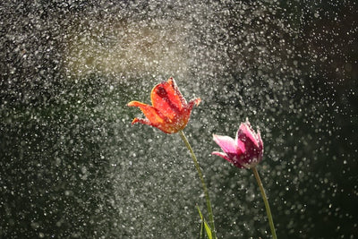Spring Rains & Refreshment